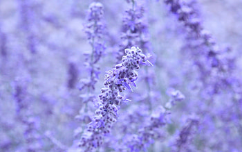 Lavender Colored Flowers HD wallpaper