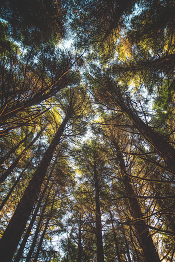 Nature, Trees, Top, Branches, Foliage, Tops, Bottom View HD phone wallpaper