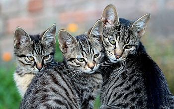 Say cheese., cats, posing, watching, trio HD wallpaper