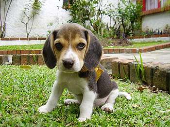 My name is: Pancho ;), sunshine, sweet, white, dogs, garden, beautiful, beagle, little, puppy, soul, brown, animals, love, green, amazing, forever HD wallpaper