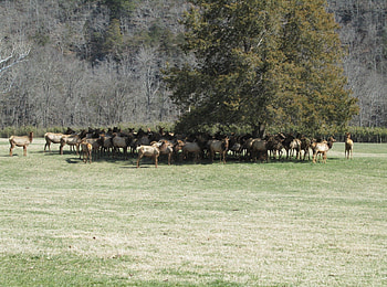 Just chillin', elk, hiking, nature, graphy HD wallpaper