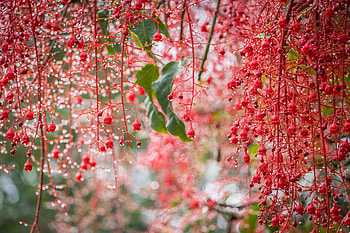 Blossom Bokeh Garden, blossom, nature HD wallpaper