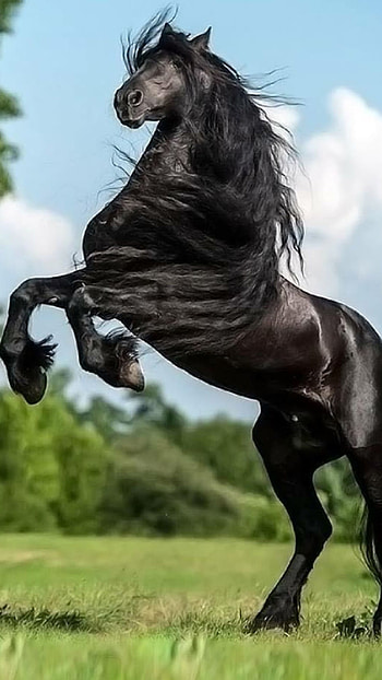 Black Horse, Dark Black Horse, Black HD phone wallpaper