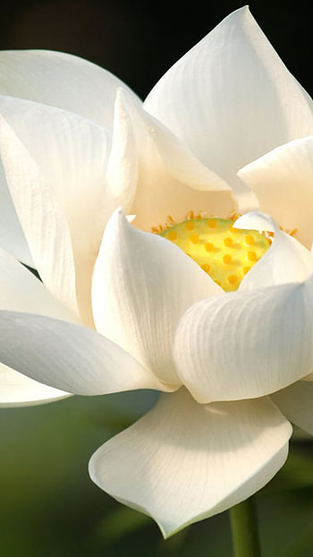White Lotus, white flower, flower, earth, nature, lotus HD phone wallpaper