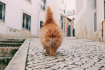 Animals, Cat, Fluffy, Stroll HD wallpaper