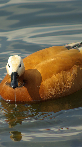 Duck, Brown HD phone wallpaper