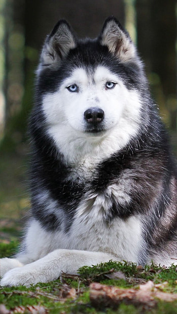 Husky Dog, Black Dog HD phone wallpaper