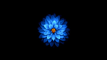 Flower Mod, flowers, artist, digital-art, apple HD wallpaper