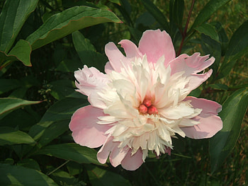 peony, pink, original, live HD wallpaper