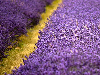 Nature, Flowers, Lilac, Purple, Spring HD wallpaper