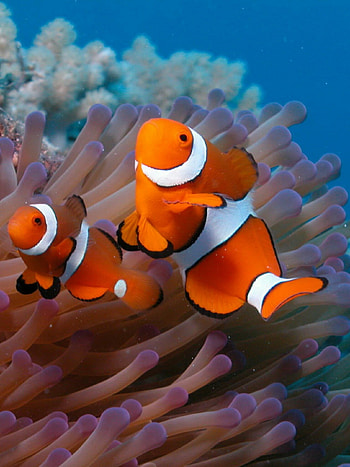 Tropical coral reef, , Exotic marine life, Underwater paradise HD phone wallpaper