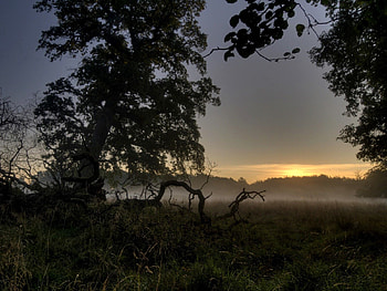 Nature, Trees, Fog, Evening, Roots HD wallpaper