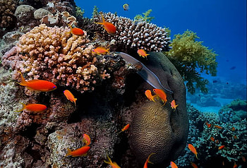 magic depths of the sea, magic, depths of the sea HD wallpaper