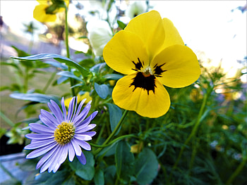 Spring Is Here, flowers, daisey, viola, tiny HD wallpaper