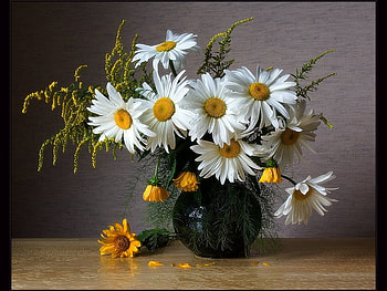 Its a daisy day, white, black, vase, beautiful, spring, black vase, daisies, still life, sunflowers, daisy, petals, green, yellow, yello, flowers HD wallpaper