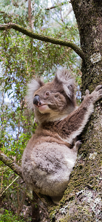 Best koala , koala backgrounds, Koala beauty at its finest, Digital masterpieces HD phone wallpaper