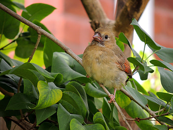Pretty Female Cardinal, Bird, Cardinal, Young, graphy, Tree, Female HD wallpaper