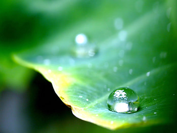 Macro, Sheet, Leaf, Drop, Dew, Big, Large HD wallpaper