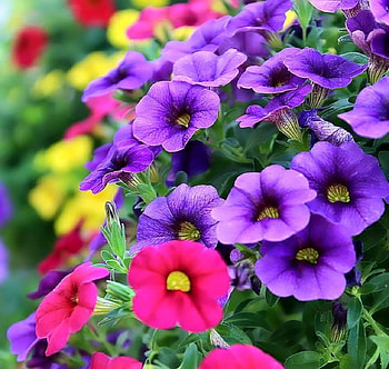 Lovely Morning Glory, blue, colorful, morning, glory, nature, flowers HD wallpaper
