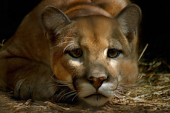Pumas, Big cats, Intense gaze, Mysterious allure HD wallpaper