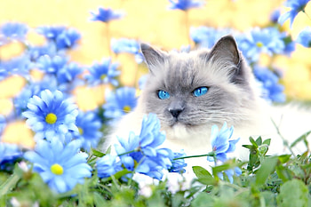 Animals, Flowers, Grass, Cat, Fluffy, To Lie Down, Lie, Sight, Opinion, Blue Eyed, Blue-Eyed HD wallpaper
