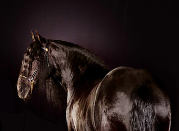 Handsome old fellow, horse, brown, strong, handsome HD wallpaper