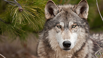 Wolf, animal, green, fir, lup HD wallpaper