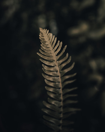Plant, Macro, Fern, Leaflet HD phone wallpaper
