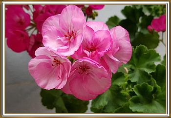 BEAUTIFUL GERANIUM, FLOWER, PRETTY, NATURE HD wallpaper