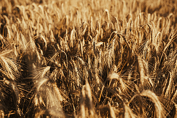 Nature, Wheat, Field, Ears, Dry, Spikes HD wallpaper