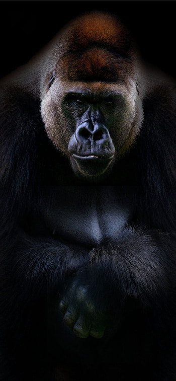 Gorilla , Stunning visuals, Mobile beauty, Gorilla fandom HD phone wallpaper