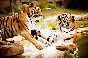 Animals, Water, Tigers, Aggression, Couple, Pair, Predator, Fight HD wallpaper