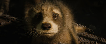 Guardians of the Galaxy 3: Enigmatic Rocket Raccoon, Rocket Raccoon, movie, Guardians of the Galaxy Vol. 3 HD wallpaper