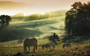 Animals, Horses HD wallpaper