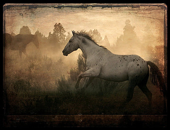 WILD and , sepia, horses, nature, animals HD wallpaper