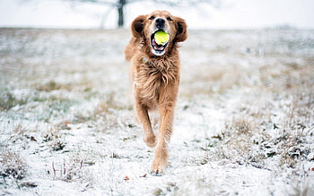 Animals, Grass, Dog, Ball, Playful, Run Away, Run HD wallpaper