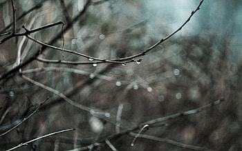 Water, Autumn, Rain, Drops, Macro HD wallpaper