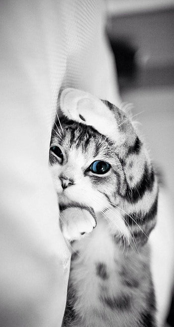 Cute Cat . Kucing cantik, Piaraan, Anak kucing lucu, Funny Cat HD phone wallpaper