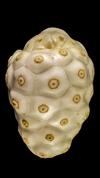 Noni Fruit, Mysterious flora, Uncommon fruit, Flora obscura HD phone wallpaper