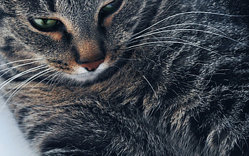 Animals, Cat, Muzzle, Eyes, Close-Up, Grey HD wallpaper