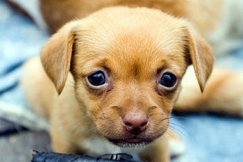 Animals, Muzzle, Eyes, Puppy, Kid, Tot HD wallpaper