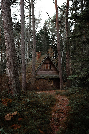 Nature, Trees, Privacy, Seclusion, Miscellanea, Miscellaneous, Forest, Small House, Lodge HD phone wallpaper