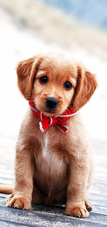 Dog, cute puppies, sweet companions, beloved HD phone wallpaper