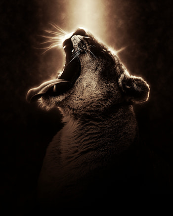 Animals, Dark, Grin, Lion, Lioness, hop HD phone wallpaper