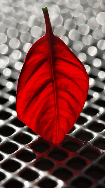 metal, bokeh, macro, red, nature, leaf HD phone wallpaper