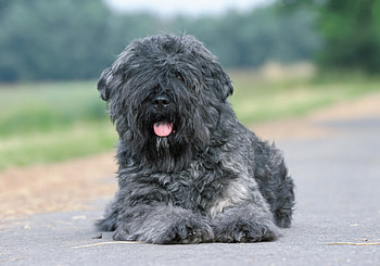 Animals, Dog, Asphalt, Wool HD wallpaper