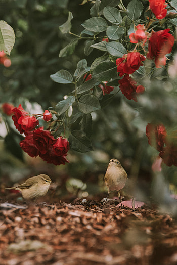 Animals, Flowers, Birds, Roses HD phone wallpaper