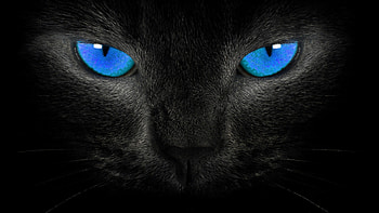 --blackblue--black-cat-blue-eyes- HD wallpaper