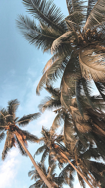 Palm tree , Summer backgrounds HD phone wallpaper