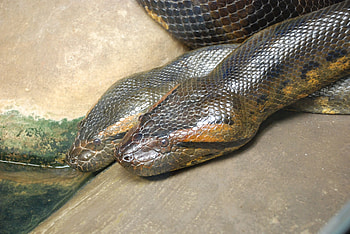 Anaconda, Snakes, Beautiful snakes, Reptiles HD wallpaper